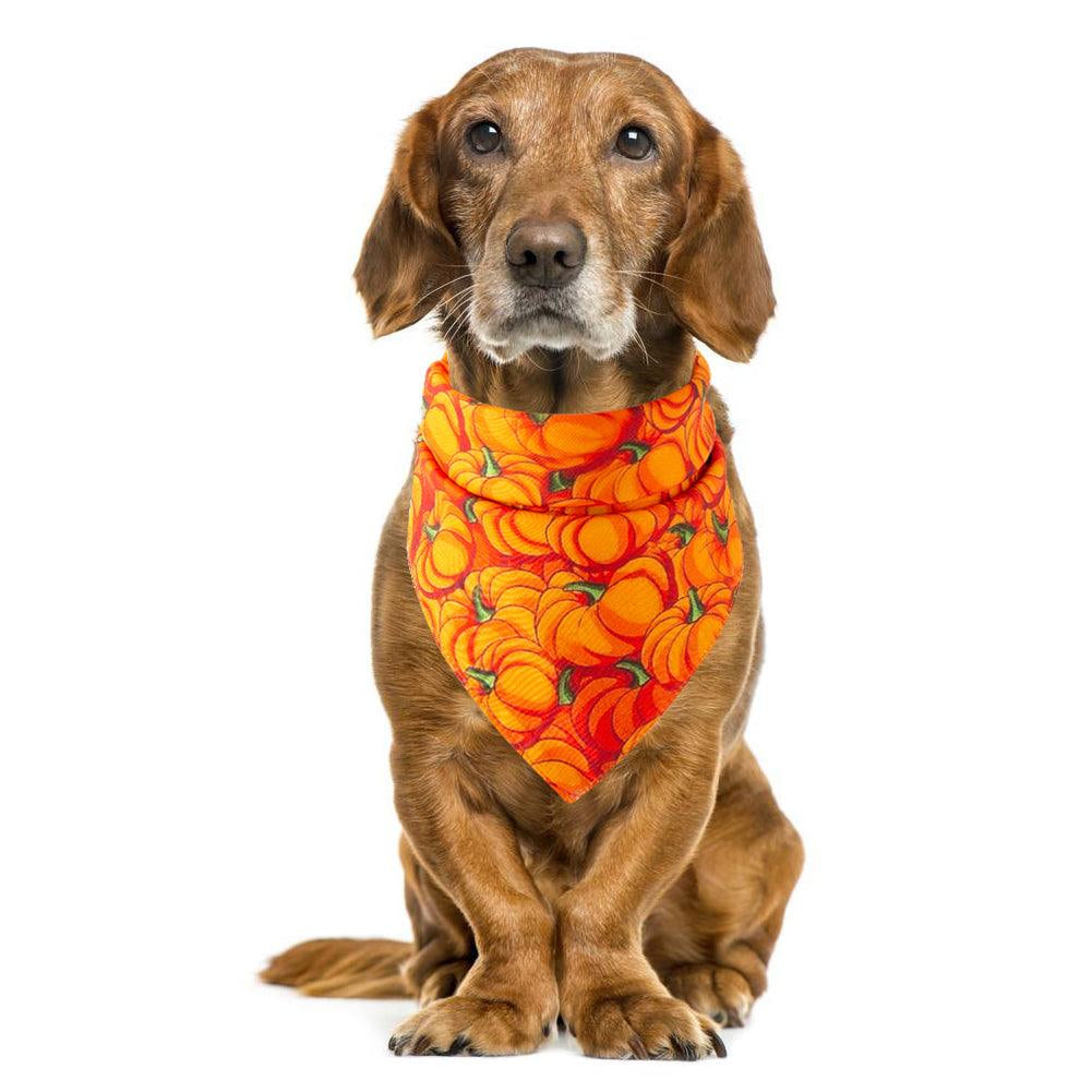 Spooky Paws Halloween Pet Saliva Towel